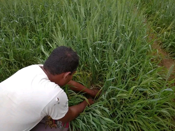 زراعة القمح في جبل صبر ..... مؤشرات أمل في كل أرجاء اليمن!